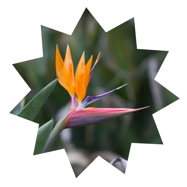 Bird of Paradise